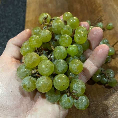 Brianna Grape Seeds (Vitis labrusca x Vitis vinifera) - Cold Hardy Gre