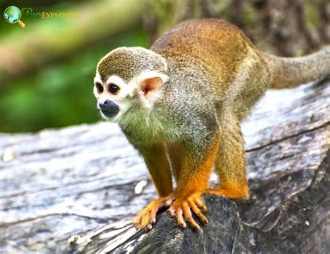 Squirrel Monkeys