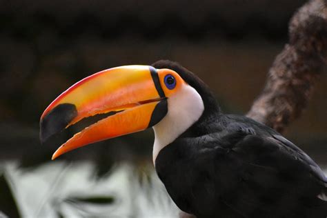 Close-up of a Toucan · Free Stock Photo