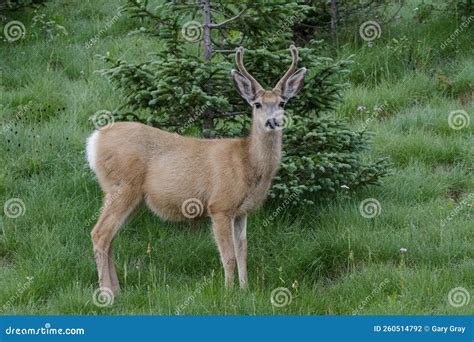 Colorado Wildlife Wild Deer On The High Plains Of Colorado Young Mule