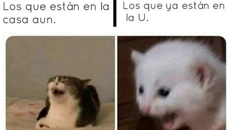 Los Memes De Gatos Más Populares Del 2019 ¿cuál Es Tu Favorito