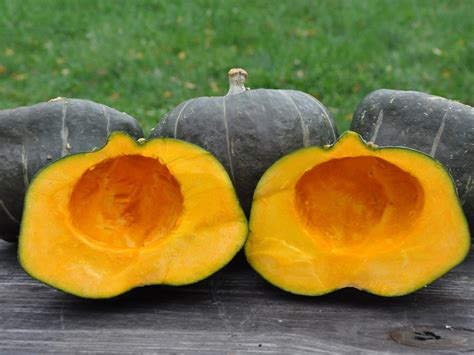 Burgess Buttercup Winter Squash Seeds Nature And Nurture Seeds