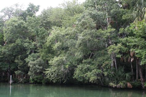 Homosassa Springs State Park by Rebecca-Kellner on DeviantArt