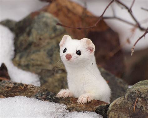 🔥 Free Download Ermine Hd Wallpaper Doggos Animals Beautiful Cute By