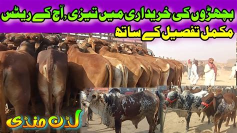 Sahiwal Cholistani Bull Bachray Price Update Luddan Mandi Today Bachra