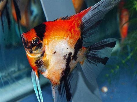 Ange Red Devil Discus Rive Sud Poissons Exotiques