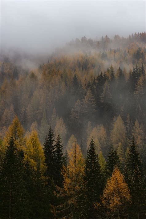 Foggy Trees Wallpaper 4K / Forest images & wallpapers for mobile and ...