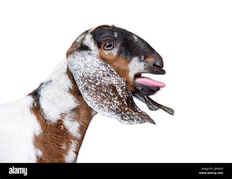 Head Shot Of An Anglo Nubian Goat Bleating Isolated On White Stock