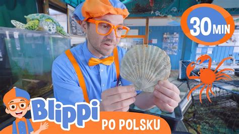 Zwierzęta w oceanarium BLIPPI Bajki dla dzieci po polsku YouTube