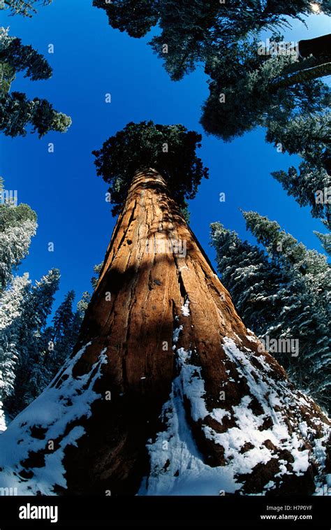 La Secuoya Gigante Sequoiadendron Giganteum Llamado General Sherman