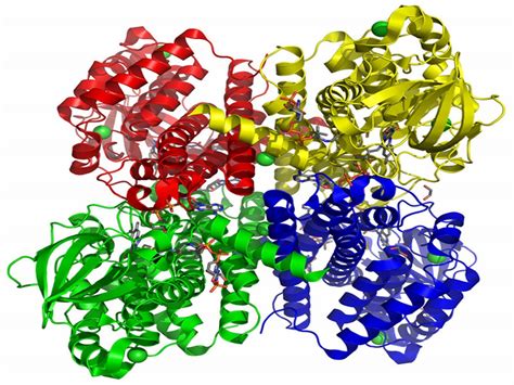As Proteinas Sao Constantemente Sintetizadas E Degradadas - As Proteinas Sao Constantemente Sintetizadas E Degradadas - RETOEDU