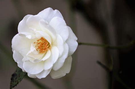 Róża parkowa WEISSE WOLKE - Biała piękna odmiana - Wszystko dla Ogrodu