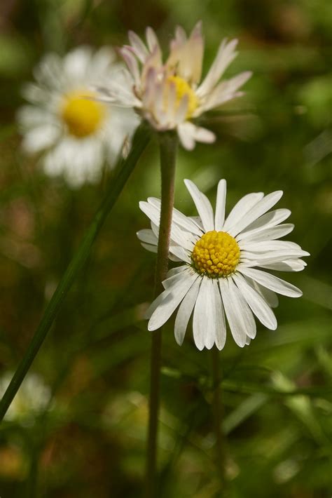 He Loves Me He Loves Me Not Daisy Bellis Perennis Flickr