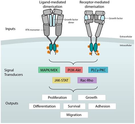 Reseptor Tirosin Kinase – Ilmu