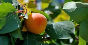 Alberi Da Frutto Da Coltivare A Partire Dal Seme Greenme