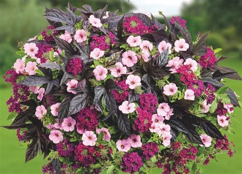 4 Best Pre Planted Hanging Baskets Suttons Gardening Grow How