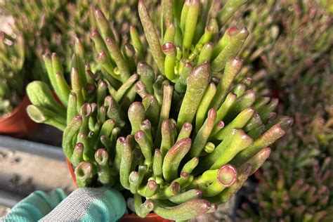 4 Crassula Ovata Gollum Ogre Ear Shrek Ear Plantly