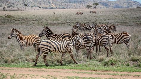 Kenya Da Yabani Hayat Trt Haber Foto Galeri