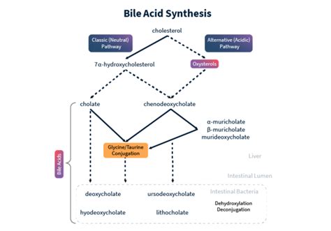 Cholic Acid | Metabolon