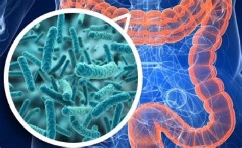 Il Microbiota Intestinale Influenza I Livelli Di Estrogeni Edy Virgili