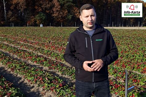 Jak przygotować plantację truskawek do zimy komunikat jagodowy