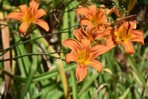 Cluster Of Flowering Orange Daylilies Blooming In A Garden 9600789