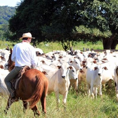 Boi Análise Conjuntural Agromensal Julho 23 do Cepea Esalq USP