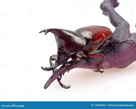 Fighting Or Rhinoceros Beetle Isolated On White Background Stock Photo - Image of closeup, fauna ...