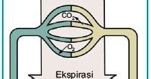 Mekanisme Pertukaran Gas O2 Dan CO2