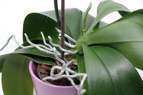 How To Propagate Orchids From Aerial Roots In 6 Easy Steps