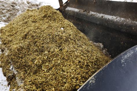 Bucket With Emily Mobile Cutter Selection Of Silage And Haylage From