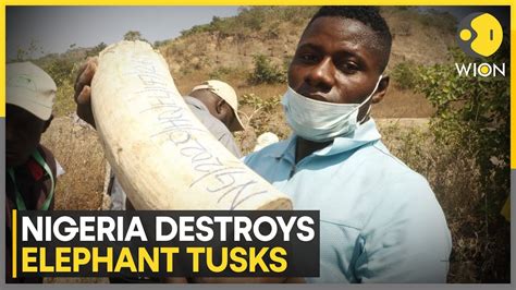 Nigeria 25 Tonnes Of Seized Elephant Tusks Worth 112 Mn Destroyed