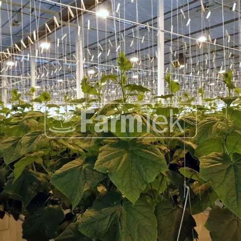 Tomato Hooks 6x Support String 10m Cucumber Greenhouse Garden Trellis Farmtek® Australia