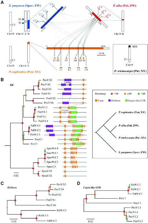 Evidence For Sdr Turnover In Salicaceae A Synteny Relationships