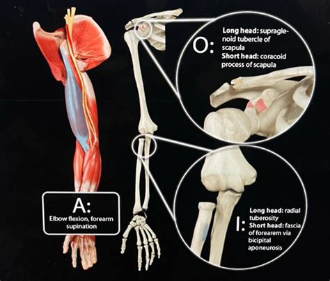 Muscles Of Arms And Trunk Flashcards Quizlet