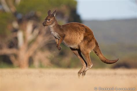 Science: Ways of Animals Movement