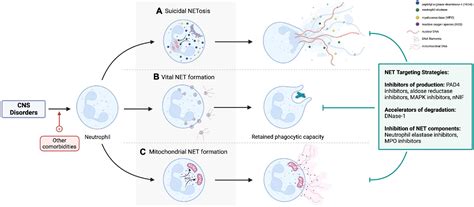 Frontiers Neutrophil Extracellular Traps In Central Nervous System