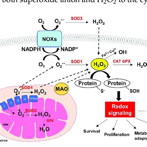 Ros Mediated Cellular Signaling Ros Are Highly Reactive Molecules That