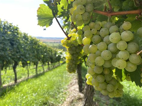 Weingut Klaus Böhme Weine