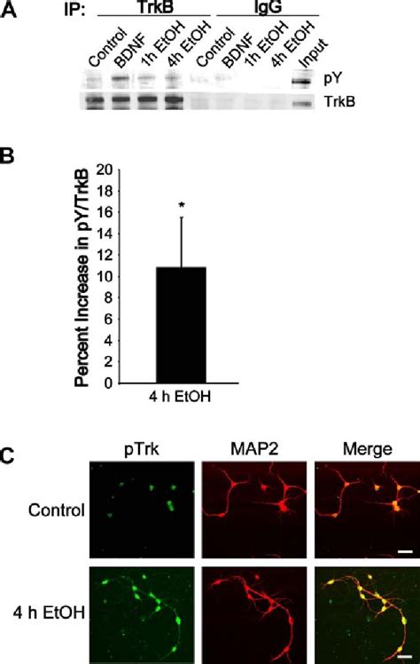 Figure From The Faseb Journal Research Communication Dynorphin Is A