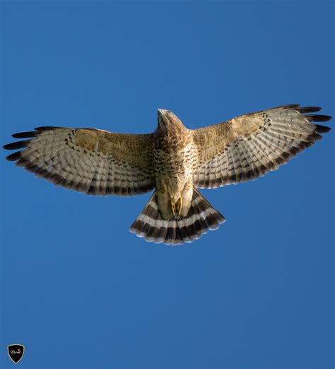 Broad Winged Hawk Rbirding