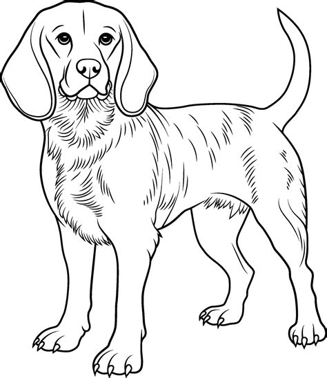 A Black And White Drawing Of Beagle Dog Hand Drawn Outline Of Beagle