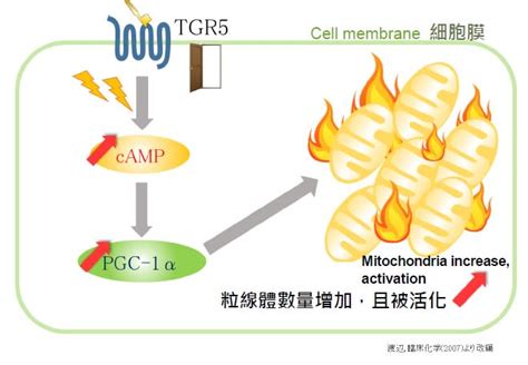 活化粒線體燃脂不復胖 齊墩果酸啟動人體電池