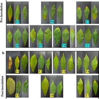 Symptoms on cassava leaves infected by Alternaria alternata H-Vi 7 in ...