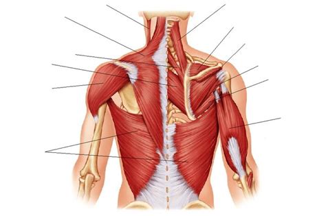 Posterior Upper Back Muscles