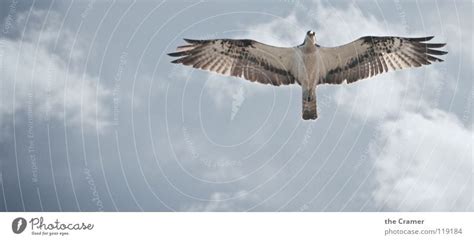 Osprey - Osprey Eagle Bird - a Royalty Free Stock Photo from Photocase