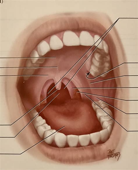 Chapter Mouth Part Diagram Quizlet