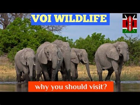 Voi Wildlife Lodge Taita S Hidden Gem Budget Inclusive Youtube