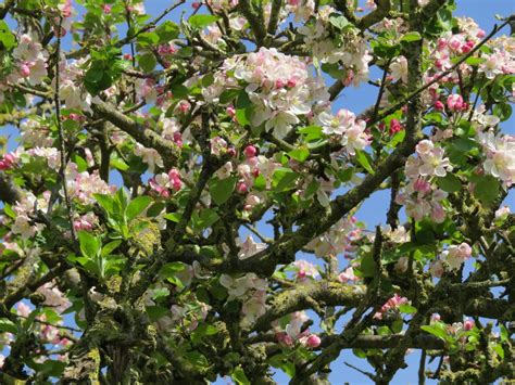 Fotos gratis manzana árbol naturaleza rama flor primavera