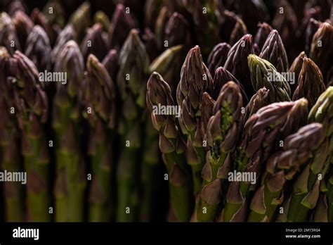 Raw Unpeeled Growing Purple Asparagus With Green Stems Pressed Tightly